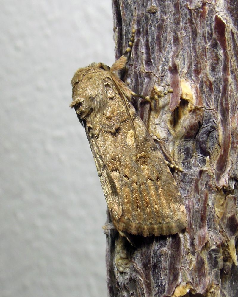 Aporophyla lutulenta ?? No, Spodoptera cilium, Noctuidae